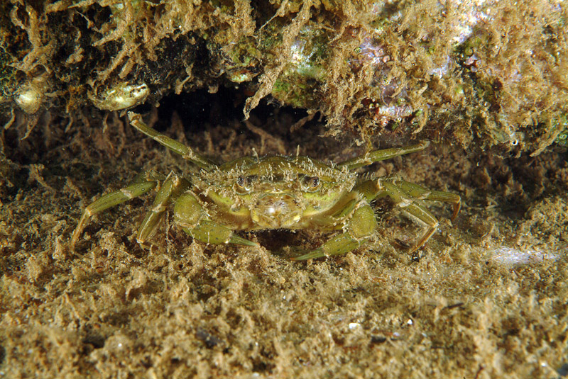 Carcinus mediterraneus